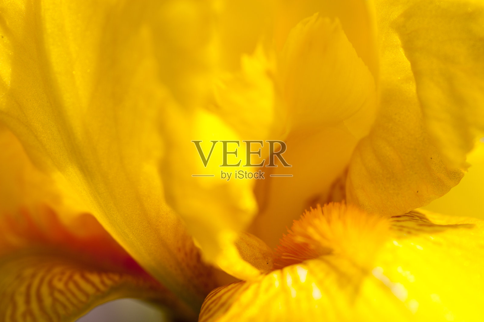 黄色的虹膜花照片摄影图片