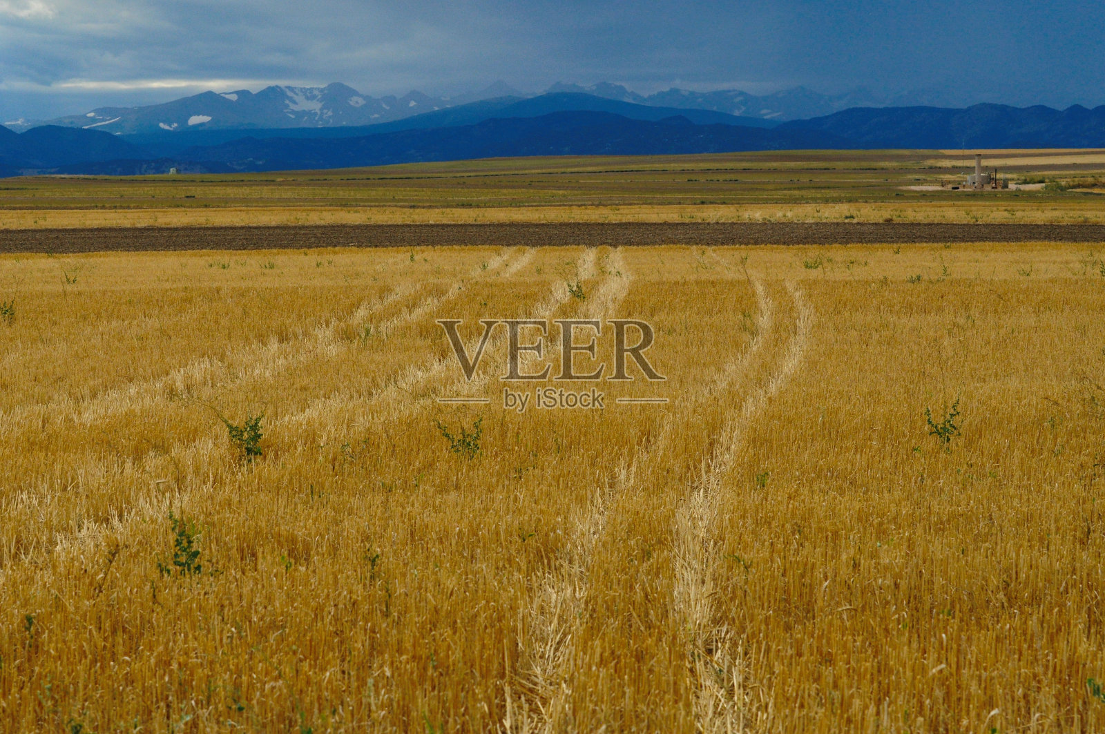 琥珀色的谷物照片摄影图片