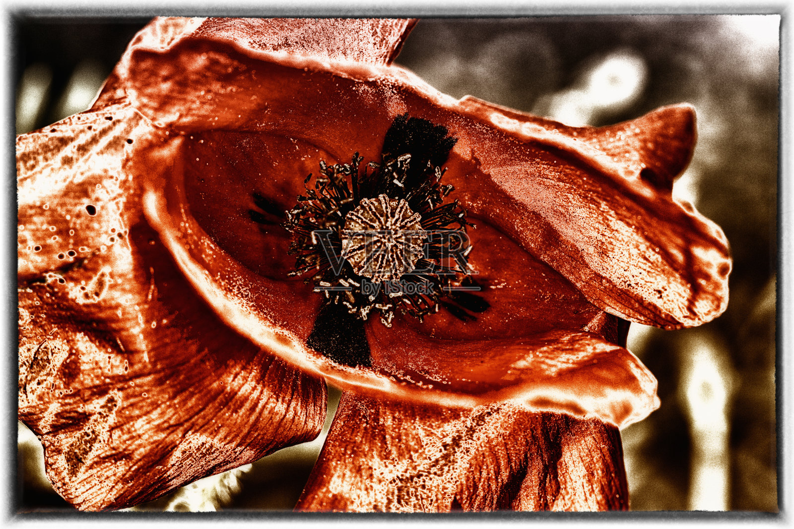 铜婚照片摄影图片