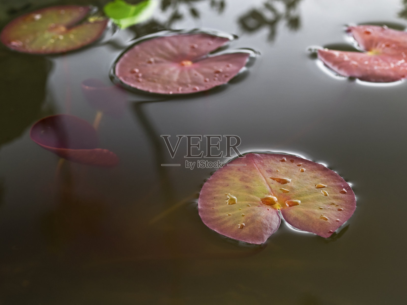 睡莲叶，Serrosenblätter照片摄影图片