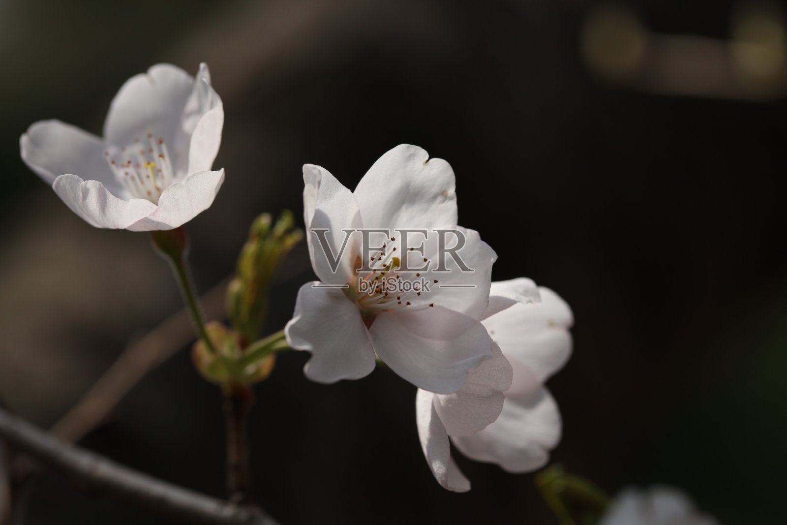 樱花照片摄影图片