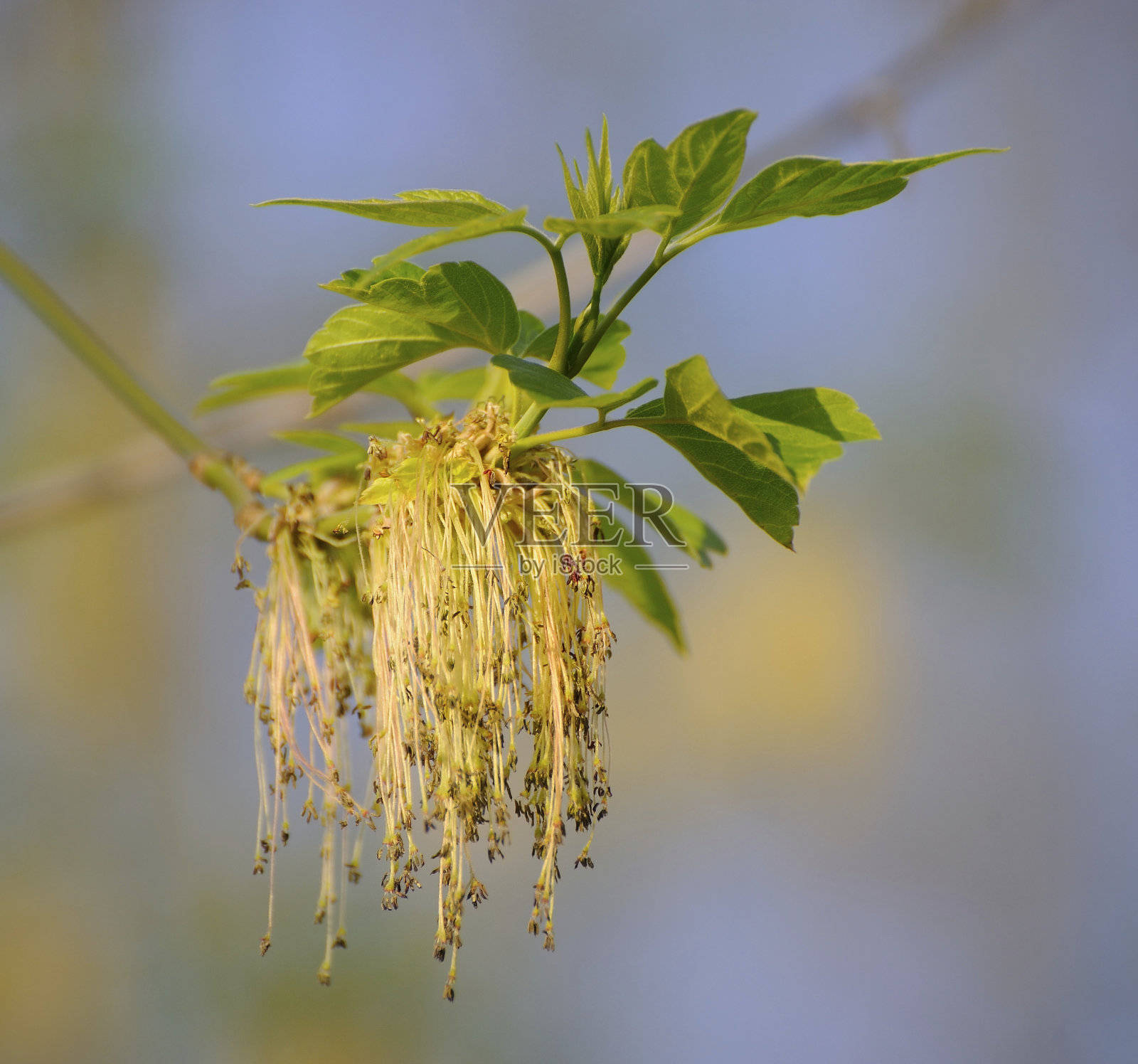 开花ash-leaved枫照片摄影图片