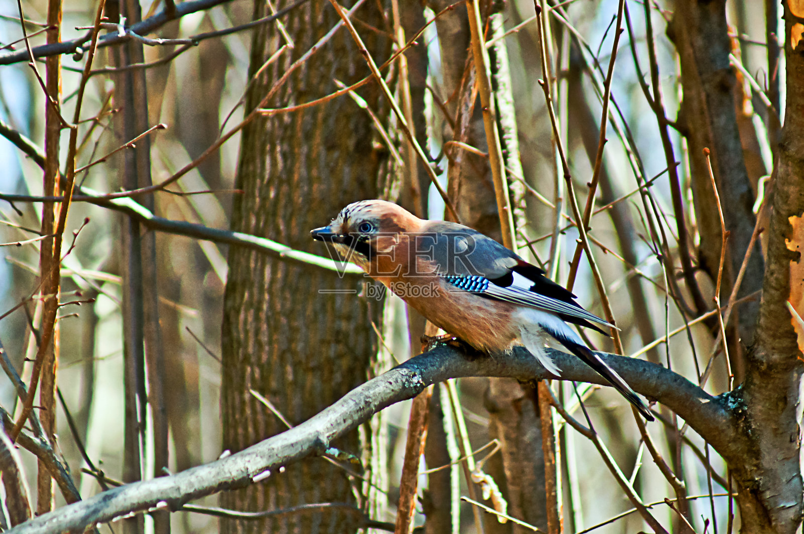 杰伊在春天的森林里。照片摄影图片