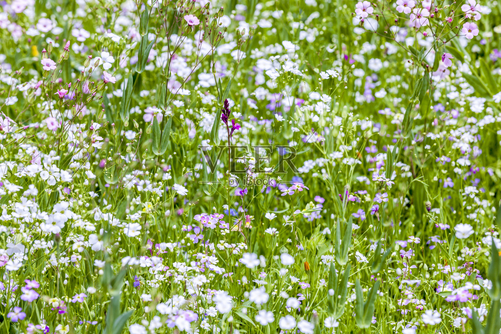 草地上五颜六色的野花照片摄影图片