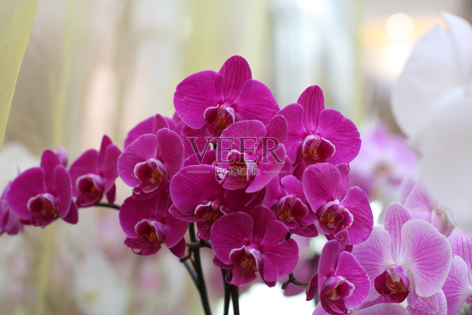 群花，紫兰，蝴蝶兰照片摄影图片