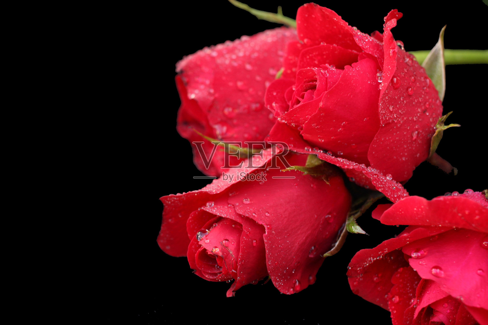 红玫瑰背景照片摄影图片