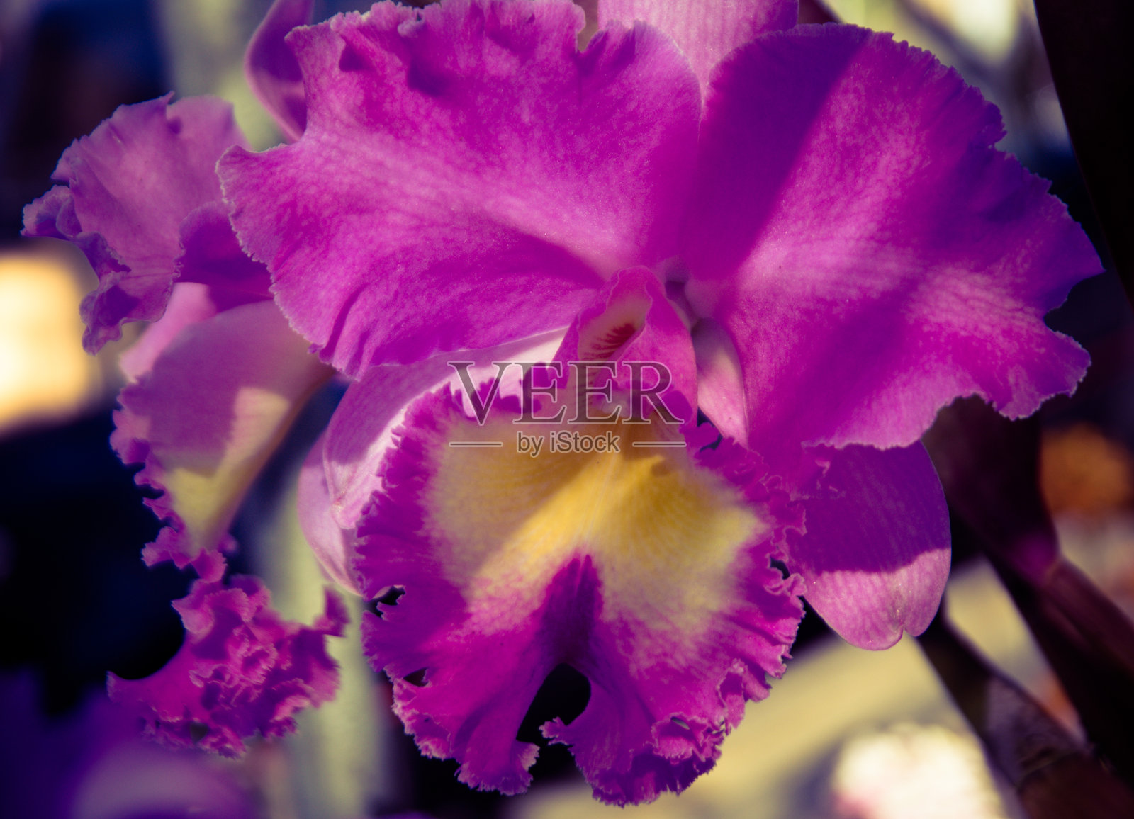 兰花照片摄影图片