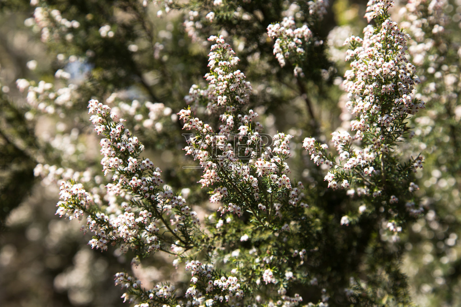 巴德照片摄影图片