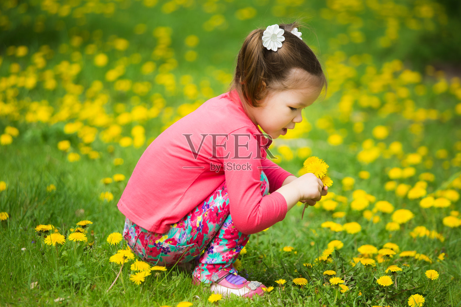 可爱的小女孩，开着黄色的蒲公英照片摄影图片