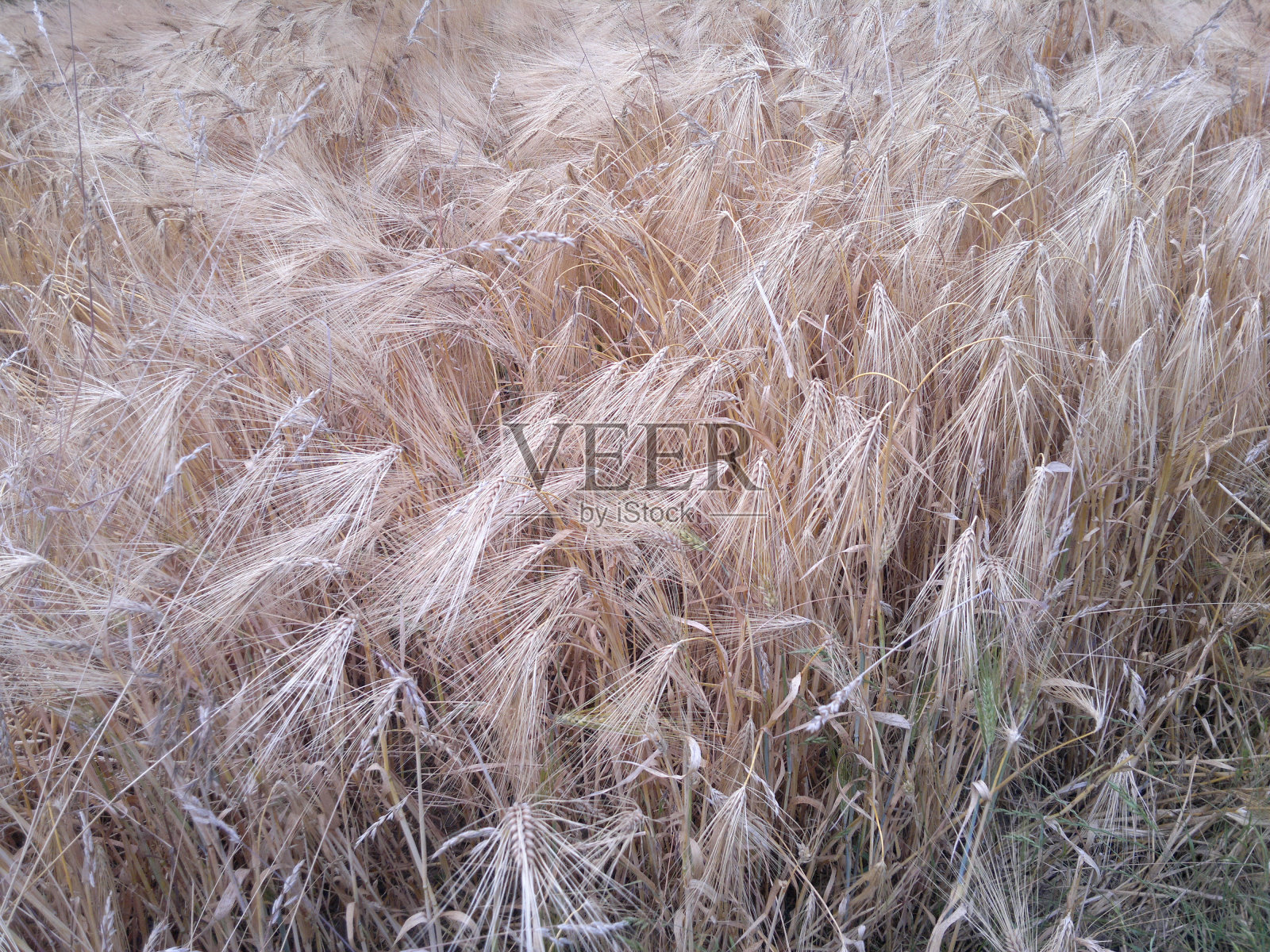 成熟的黑麦照片摄影图片