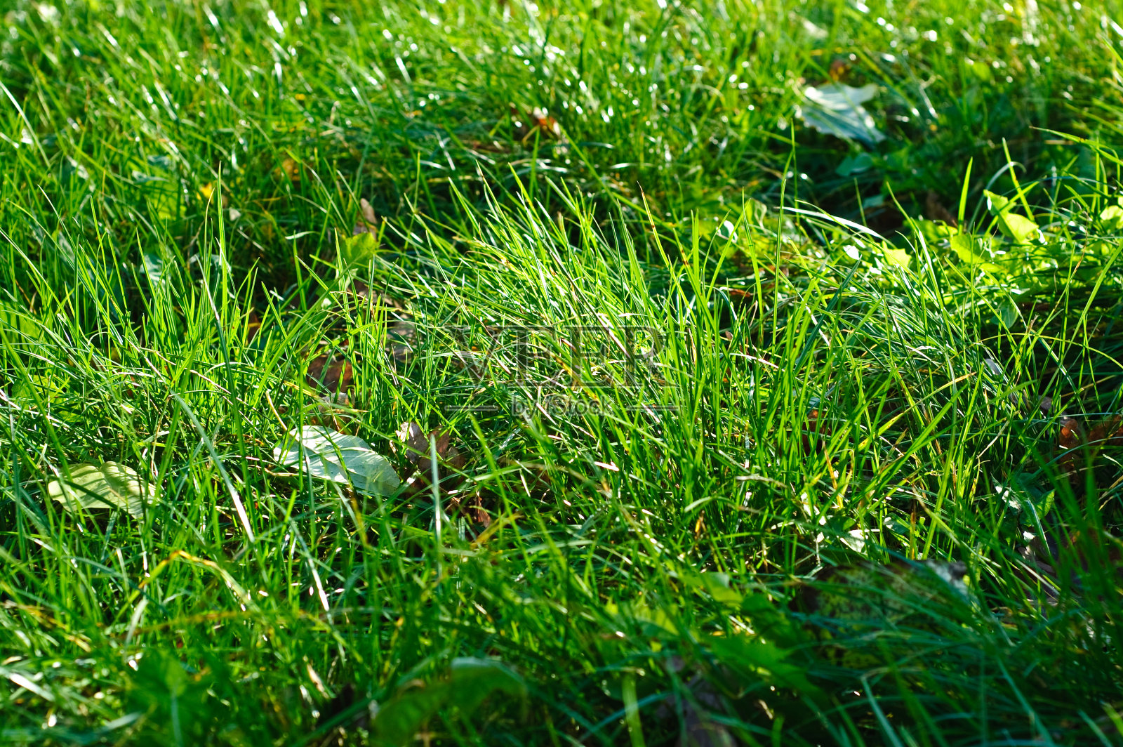 美丽的草地的背景照片摄影图片