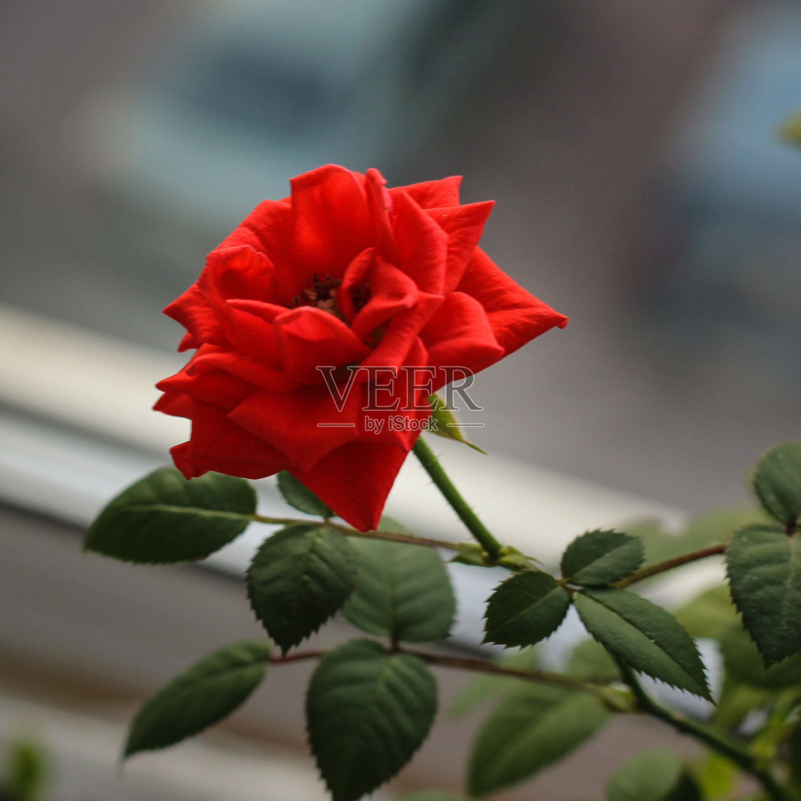 小红玫瑰照片摄影图片