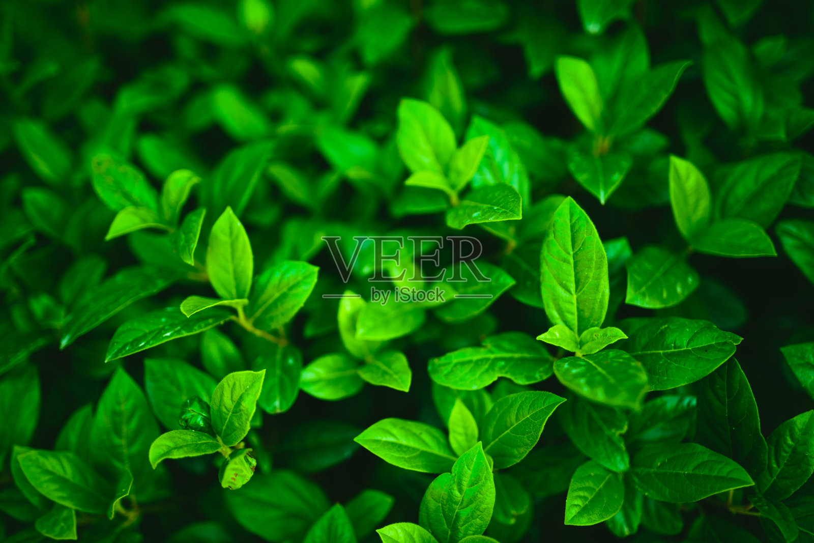 新鲜的绿叶照片摄影图片