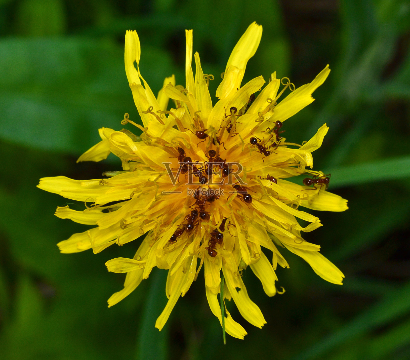 花上的蚂蚁照片摄影图片