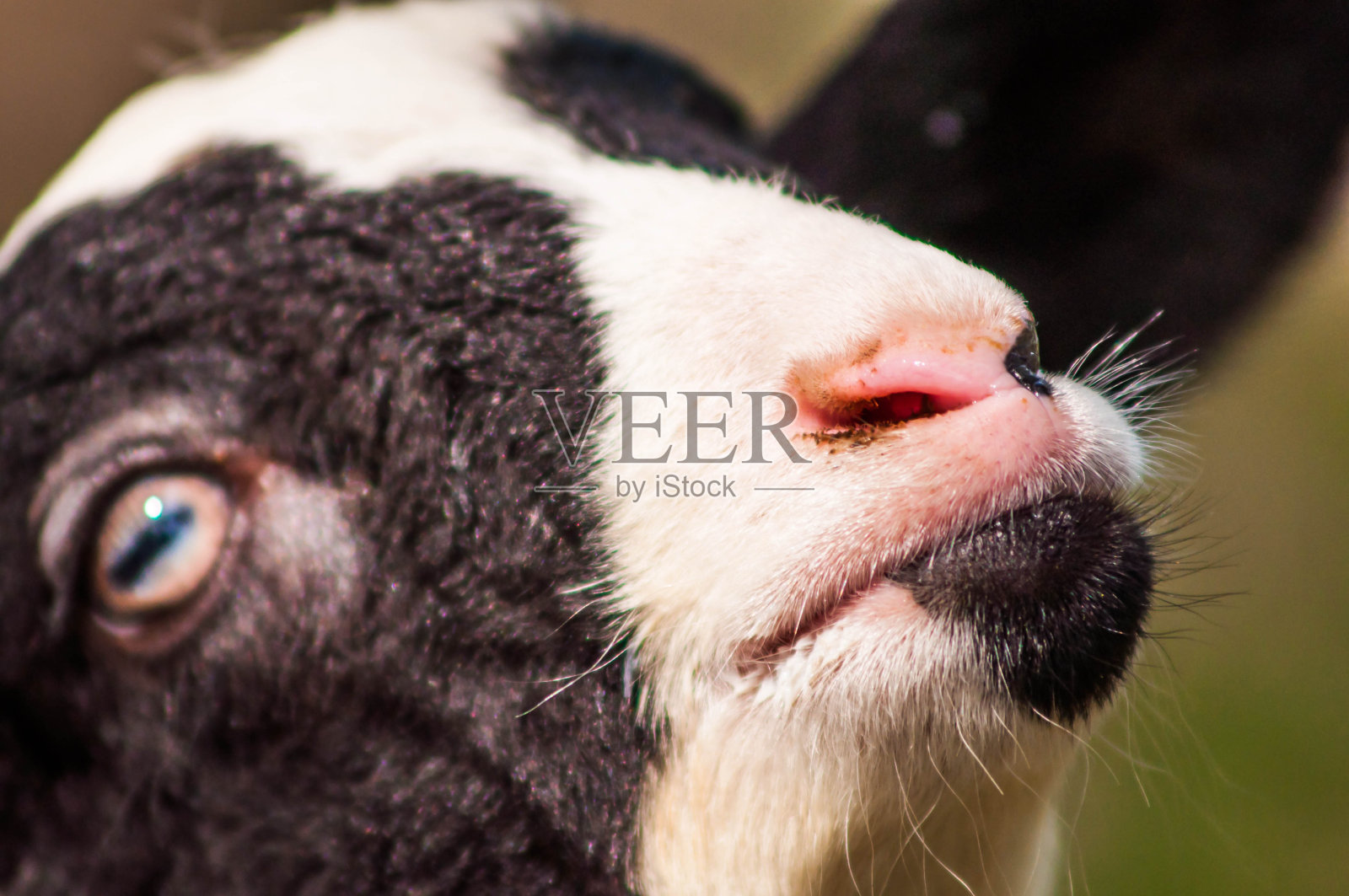 新生的小山羊。照片摄影图片
