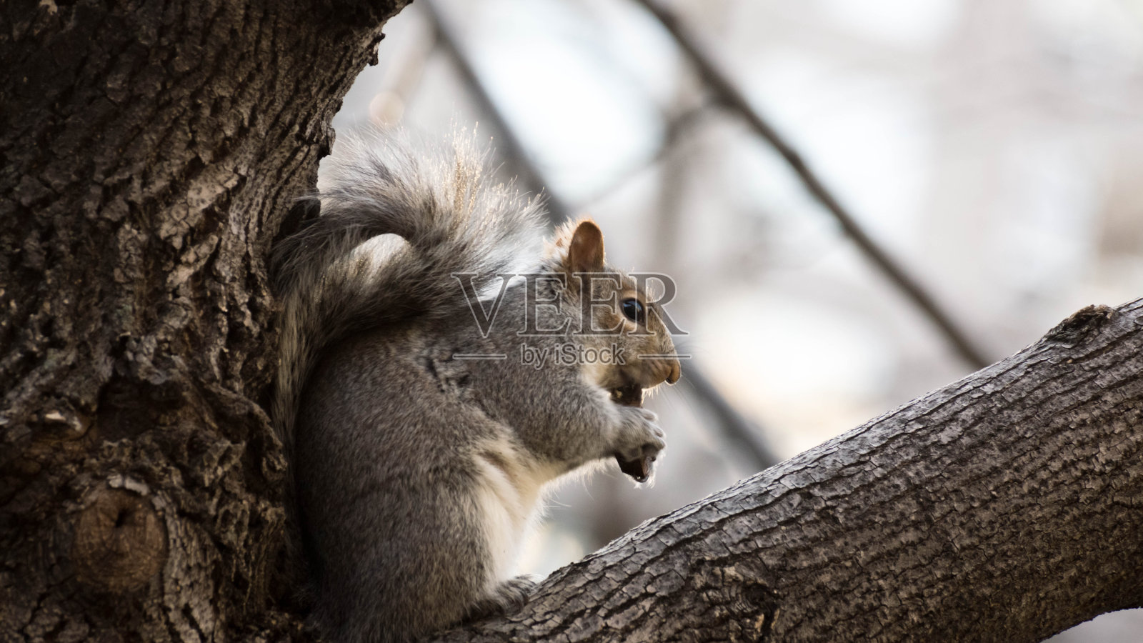 地松鼠照片摄影图片