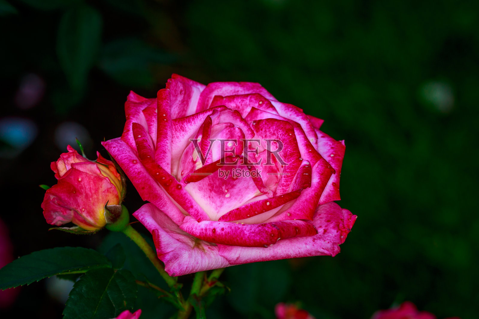 美丽的玫瑰盛开照片摄影图片