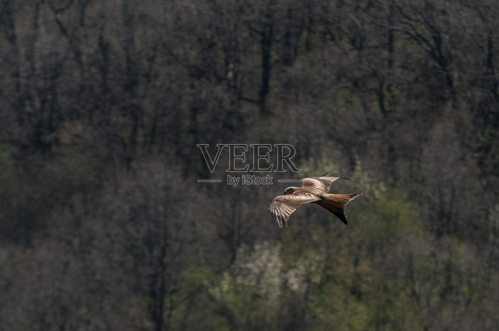 风筝照片摄影图片