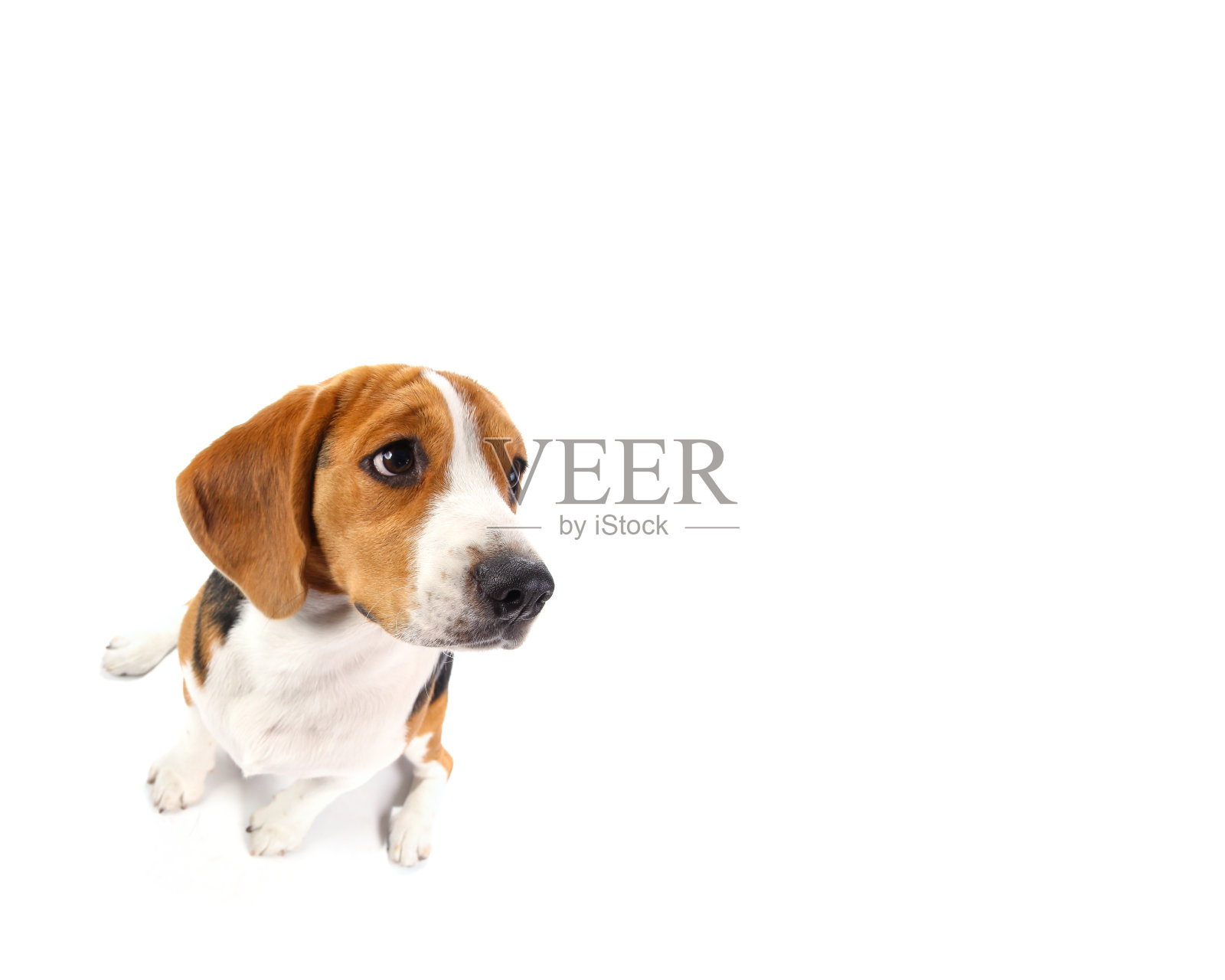 比格尔犬孤立在白色背景上照片摄影图片