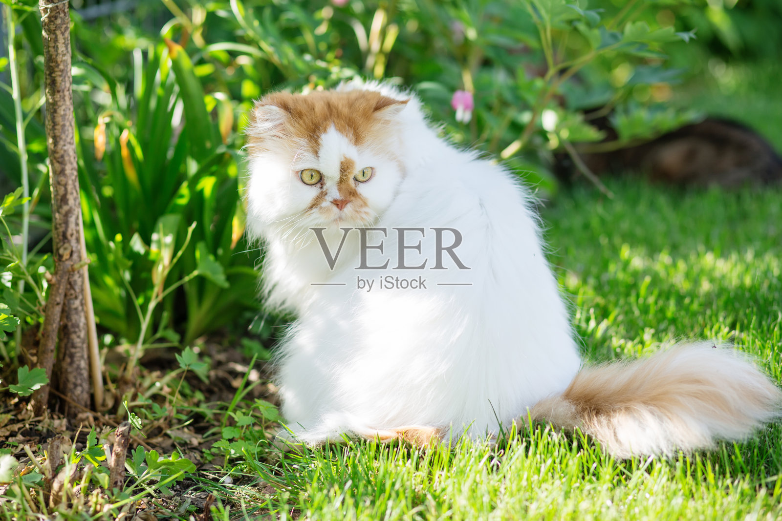 白色的波斯猫照片摄影图片