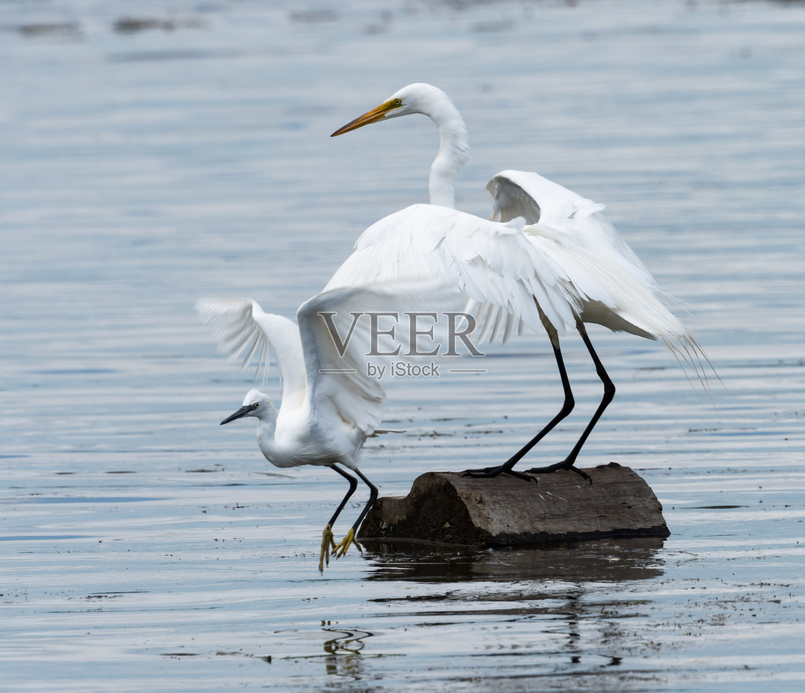 大白鹭追逐原木小白鹭照片摄影图片