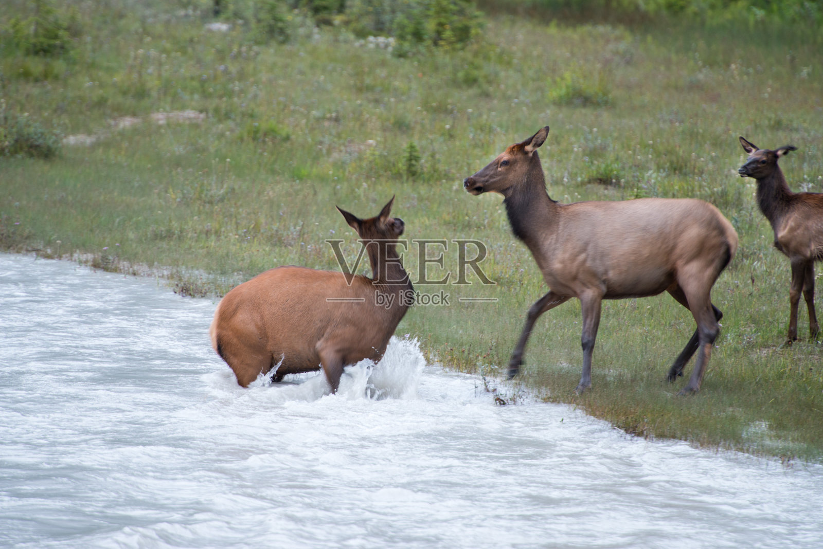 麋鹿过河时照片摄影图片