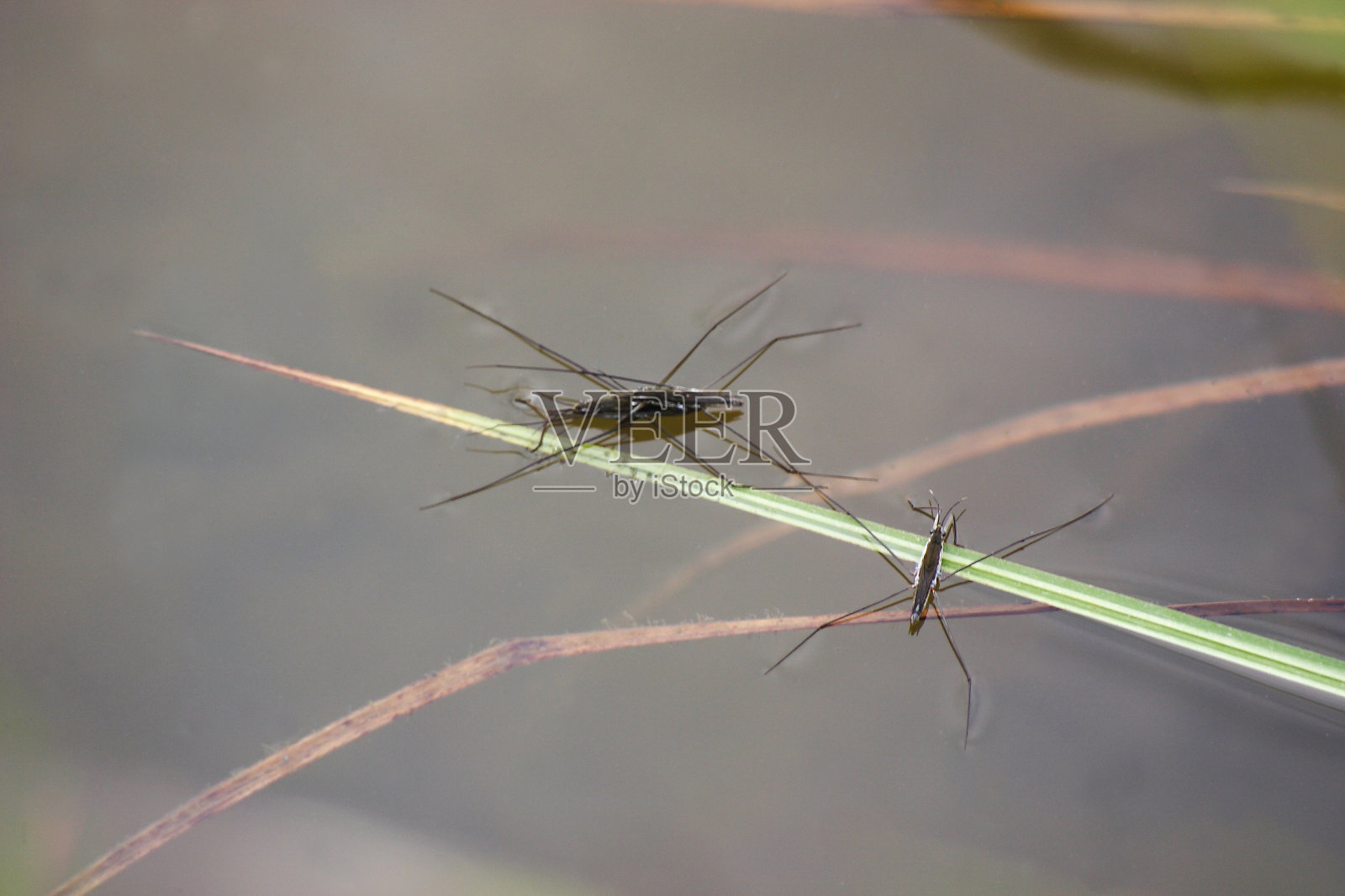 半翅目格里lacustris照片摄影图片