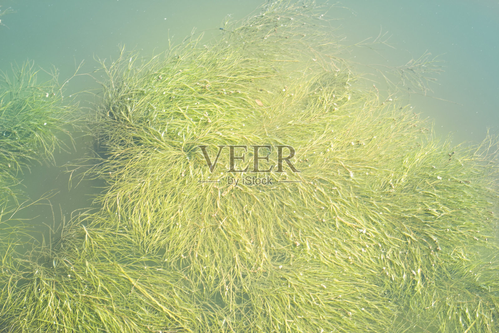 草浸没在水中照片摄影图片