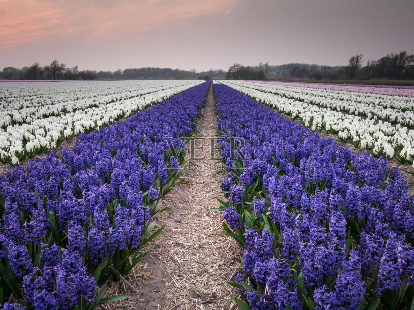 夜光下的风信子田照片摄影图片