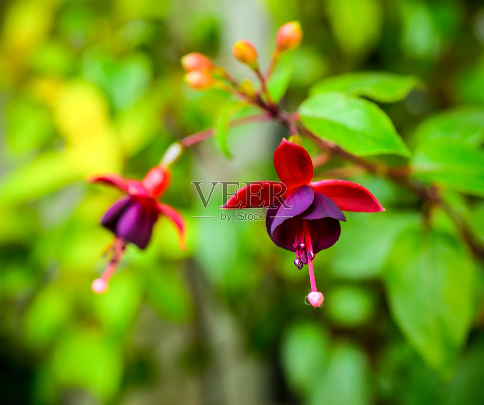 美丽的深红樱草花在大自然的绿色背景上，照片摄影图片