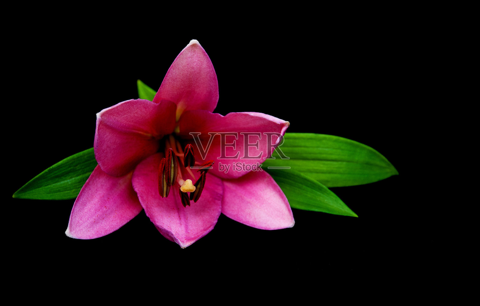 粉色的百合照片摄影图片