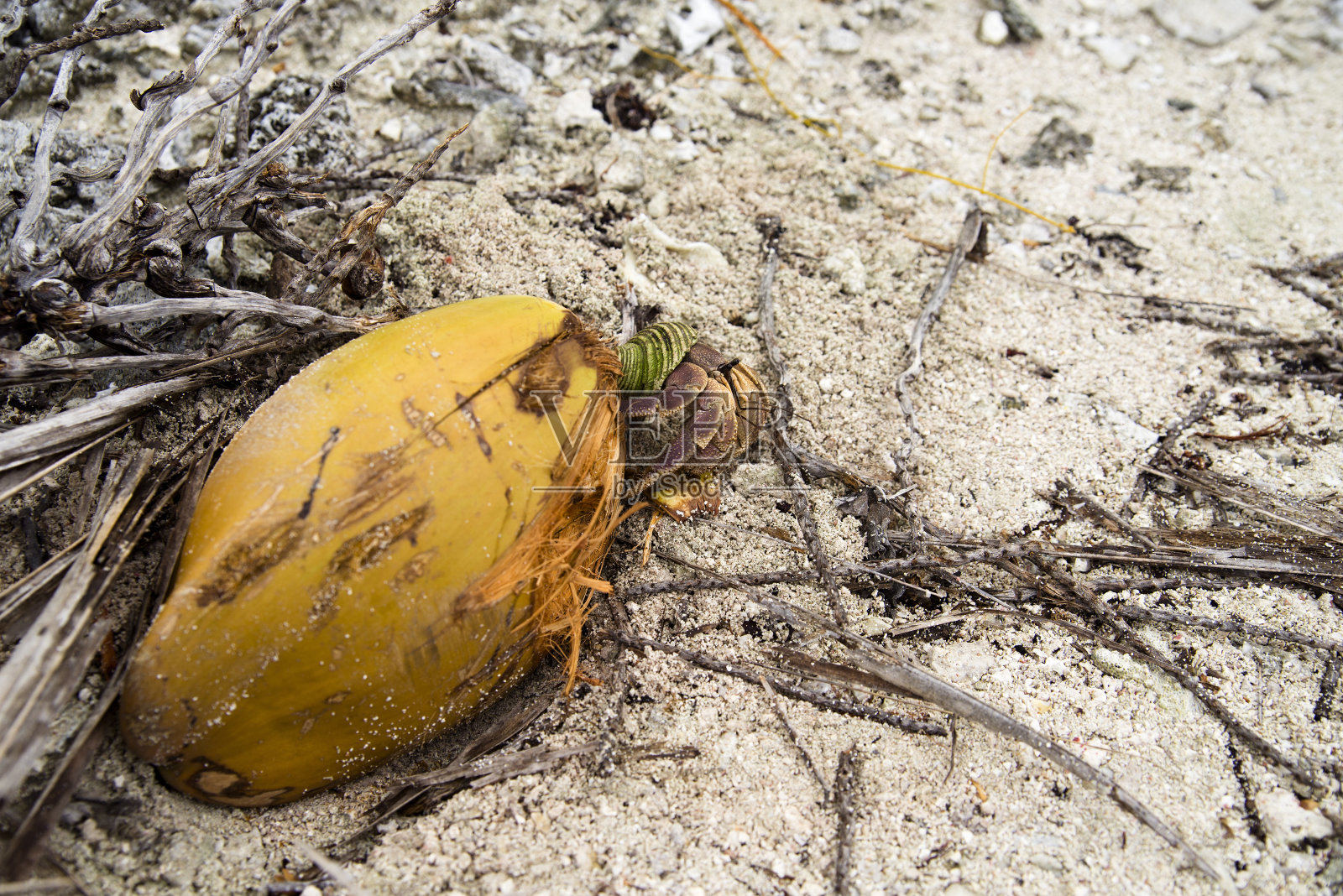 在博拉博拉岛的海滩上吃椰子的椰子蟹照片摄影图片
