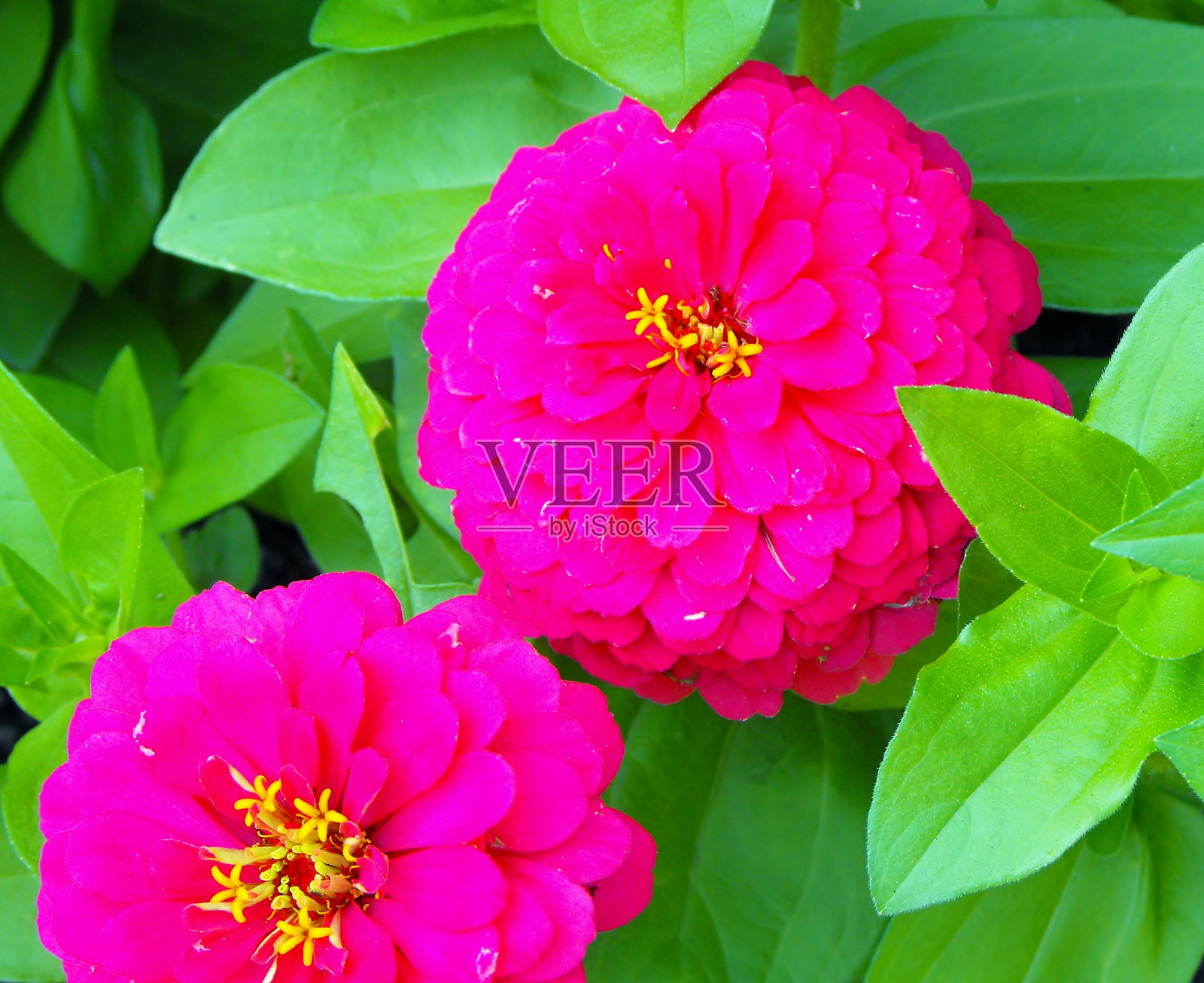 粉红色的芍药照片摄影图片