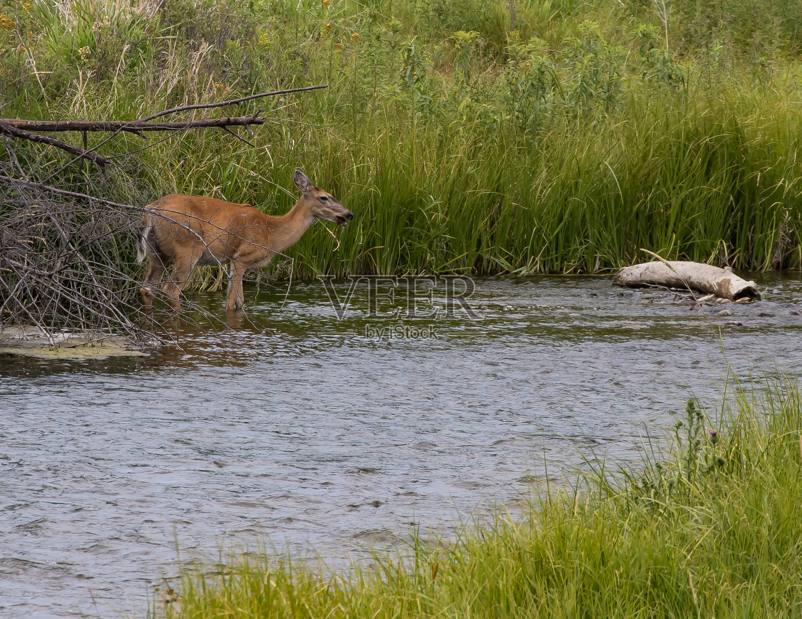 平头河的骡鹿照片摄影图片