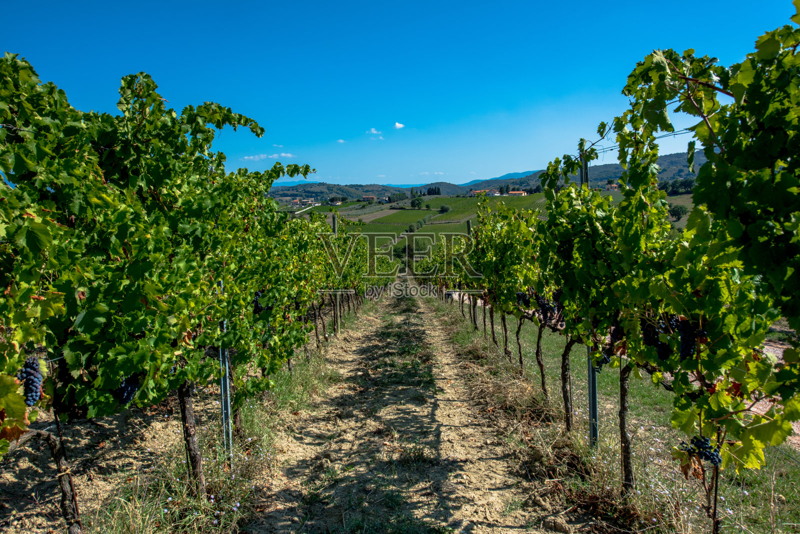 葡萄树的院子里照片摄影图片
