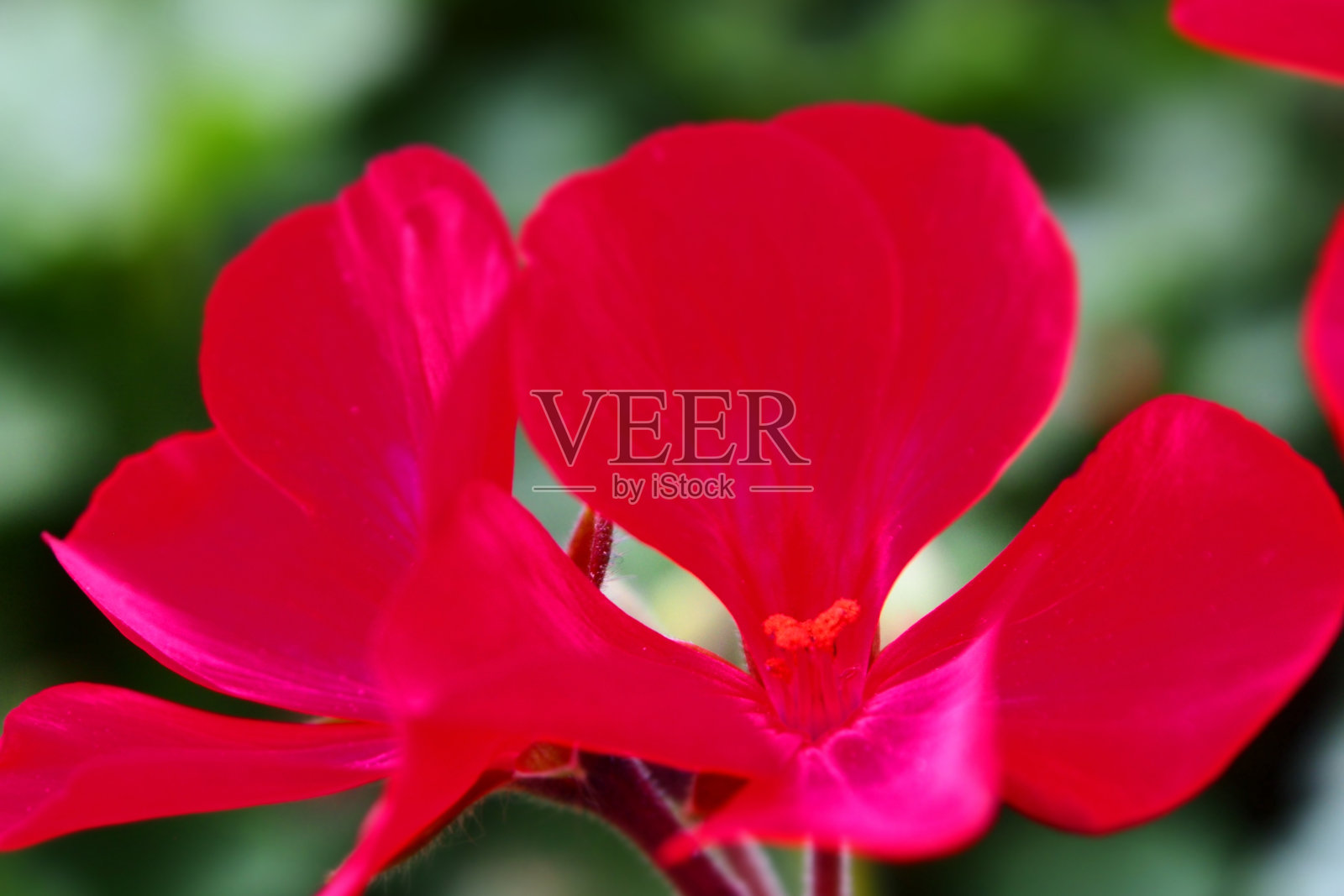 花瓣照片摄影图片