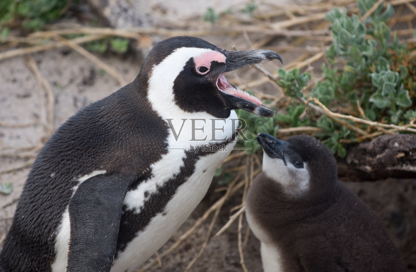 成年和婴儿非洲企鹅照片摄影图片