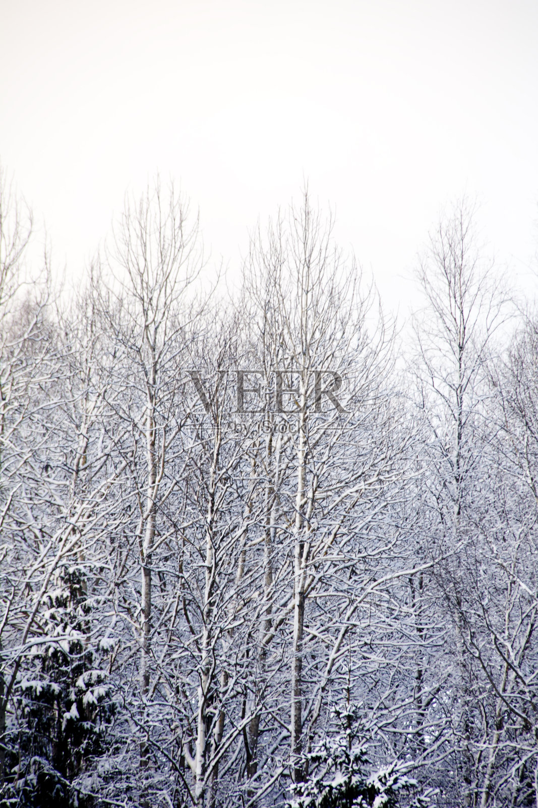 木头。冬天。雪。照片摄影图片