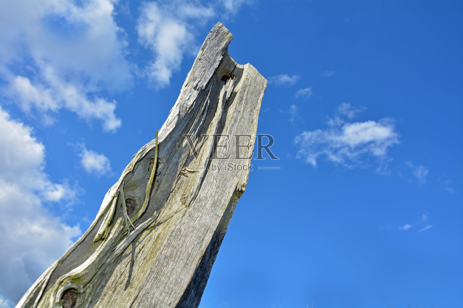 腐烂的树的树干照片摄影图片