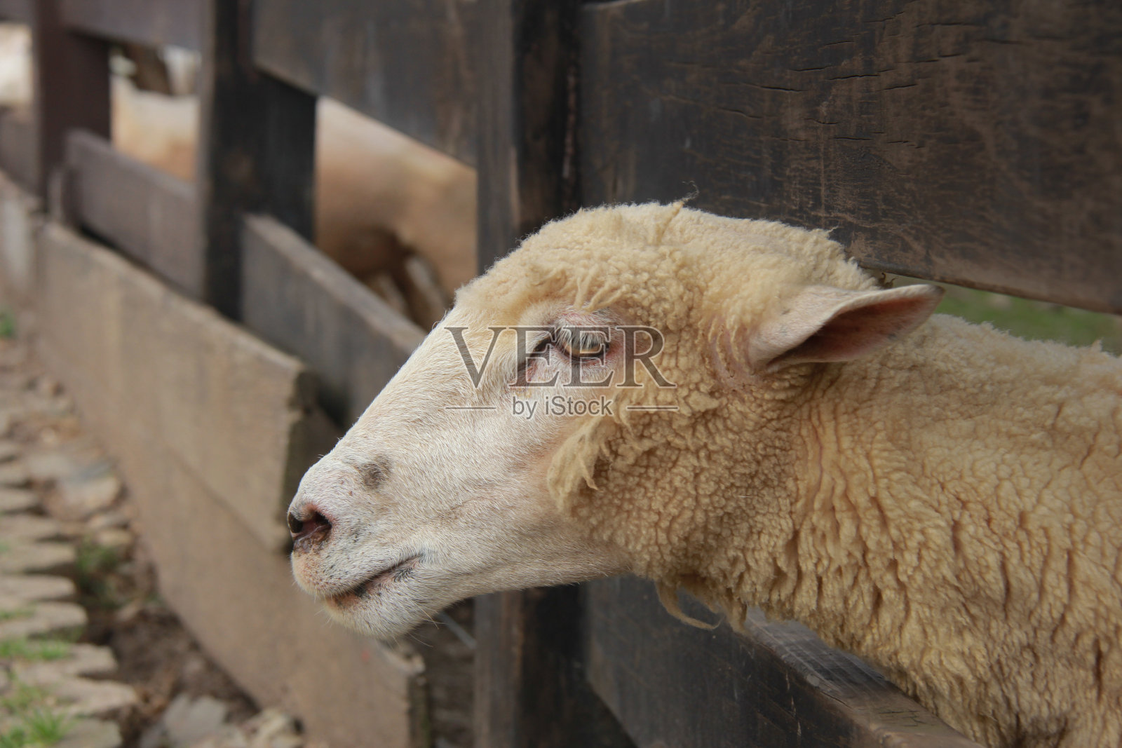 围栏里的羊照片摄影图片