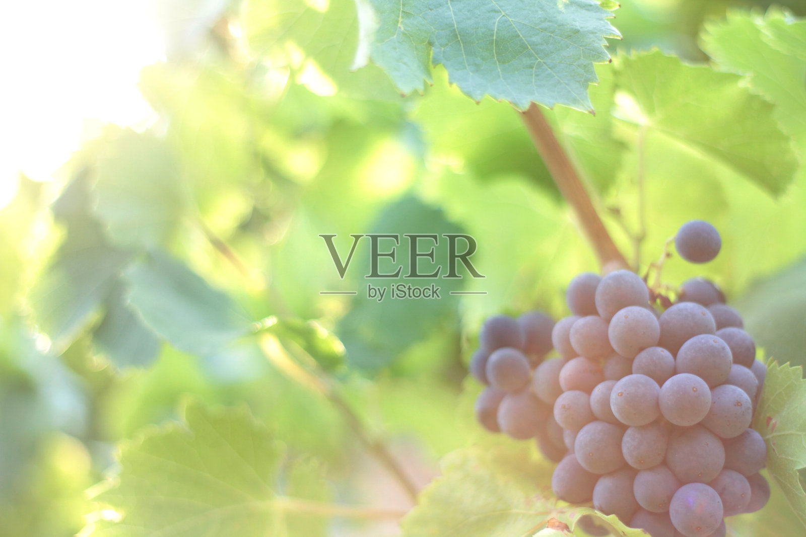 葡萄园里的一串串葡萄;法国普罗旺斯照片摄影图片