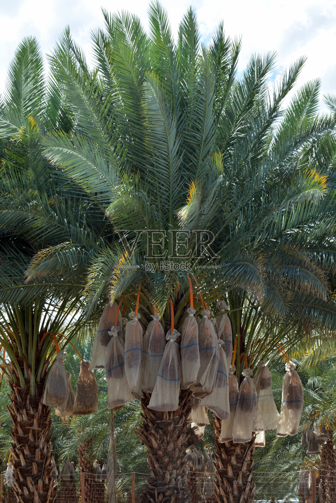 准备收获的日期照片摄影图片