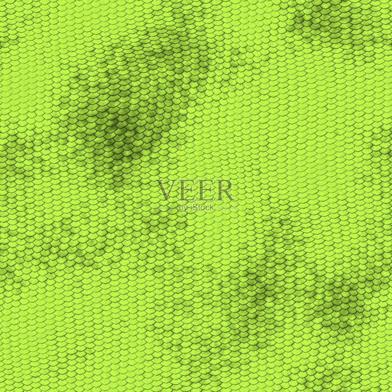 蛇的皮肤照片摄影图片