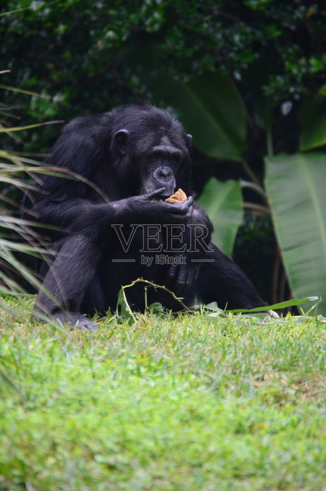 黑猩猩吃照片摄影图片