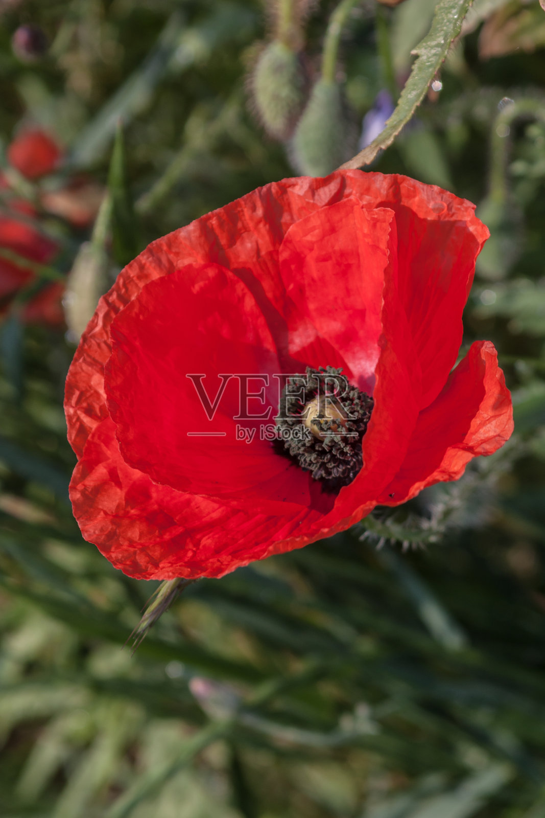 罂粟花。罂粟花rhoeas L。照片摄影图片