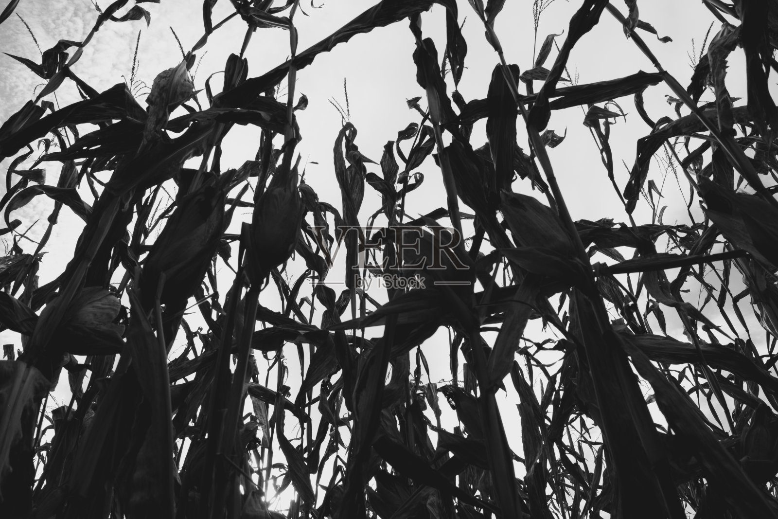 黑暗的夜晚照片摄影图片