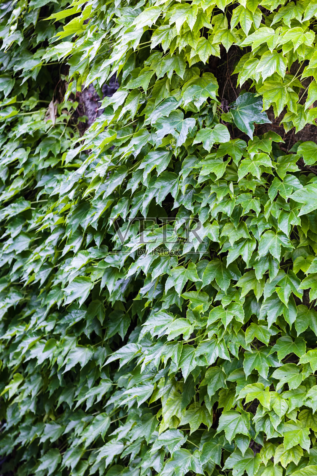 绿色的树叶照片摄影图片