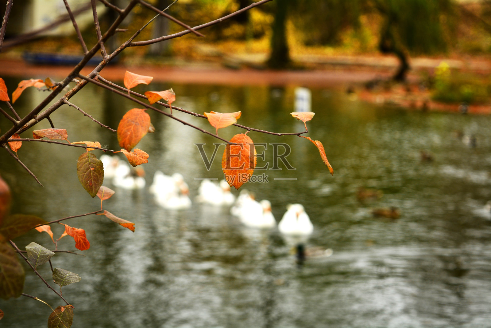 湖上的鹅照片摄影图片