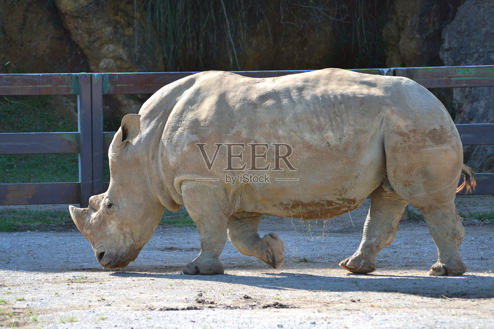 犀牛在动物园里照片摄影图片