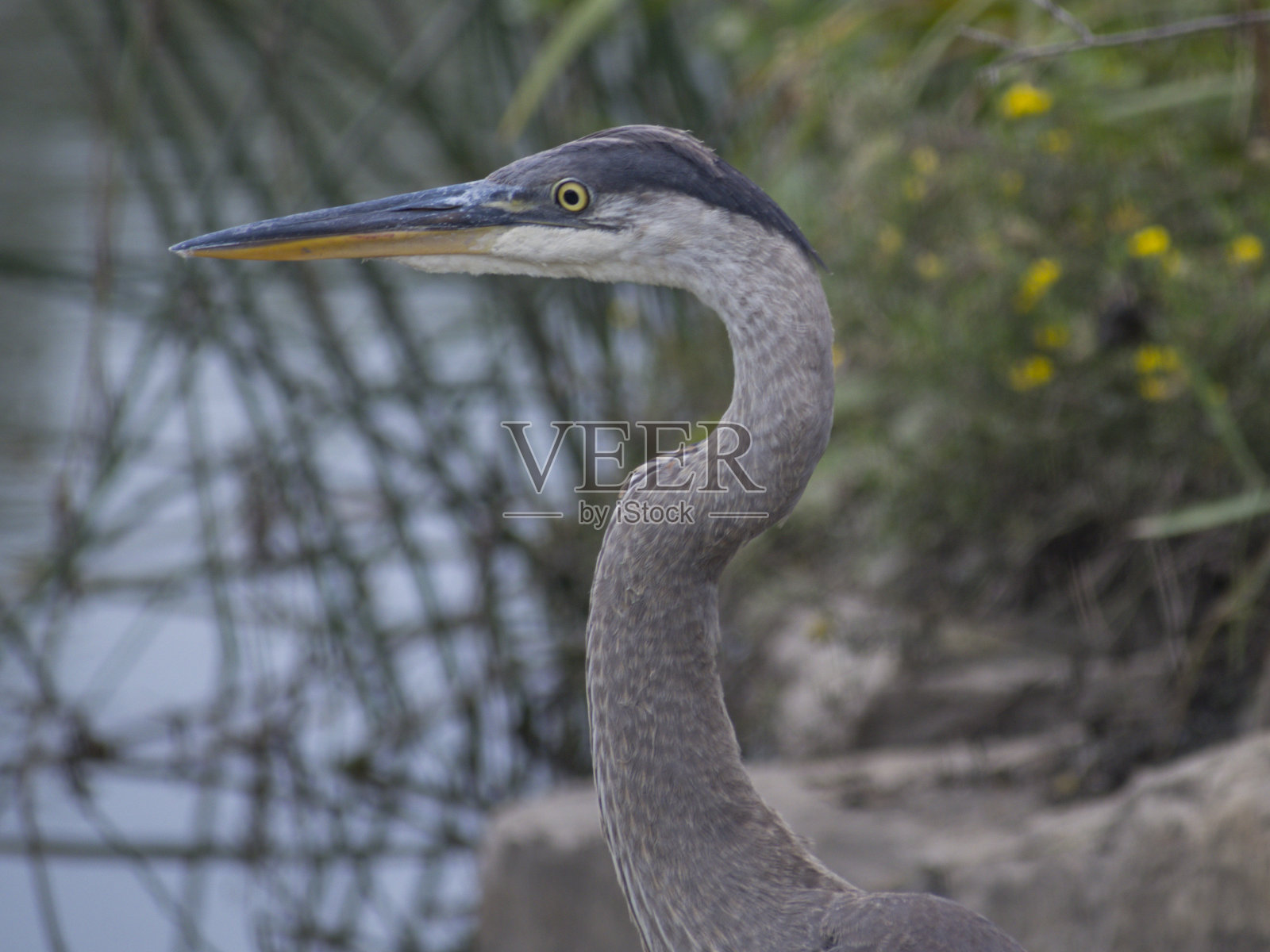 大蓝鹭照片摄影图片